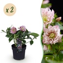 Gartenpflanze - Lenzrose - Helleborus orientalis Double Ellen Pink - Rosa Blüte - 2 Pflanzen - Immergrün - Topf 14cm Höhe 35cm