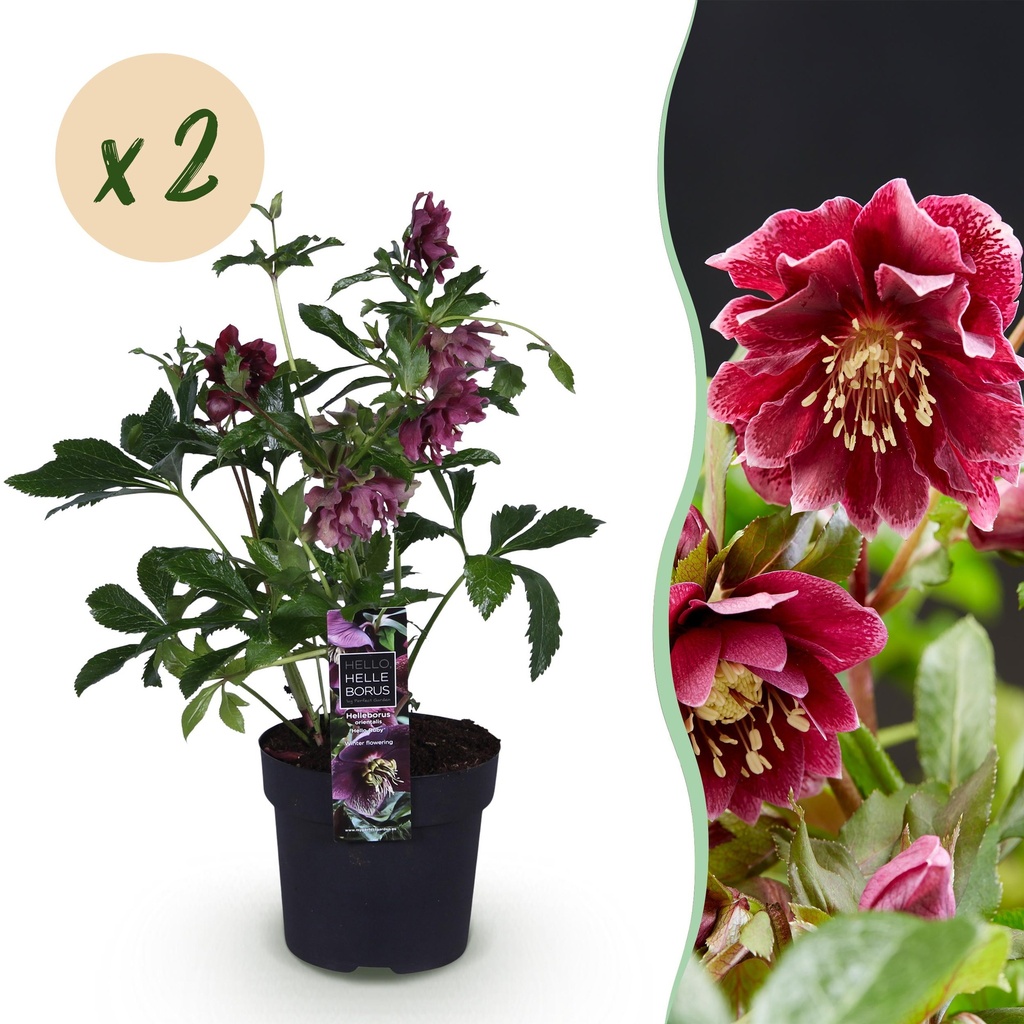 Gartenpflanze - Lenzrose - Helleborus orientalis Double Ellen Red - Rote Blüte - 2 Pflanzen - Immergrün - Topf 14cm Höhe 35cm