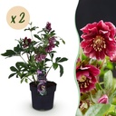 Gartenpflanze - Lenzrose - Helleborus orientalis Double Ellen Red - Rote Blüte - 2 Pflanzen - Immergrün - Topf 14cm Höhe 35cm