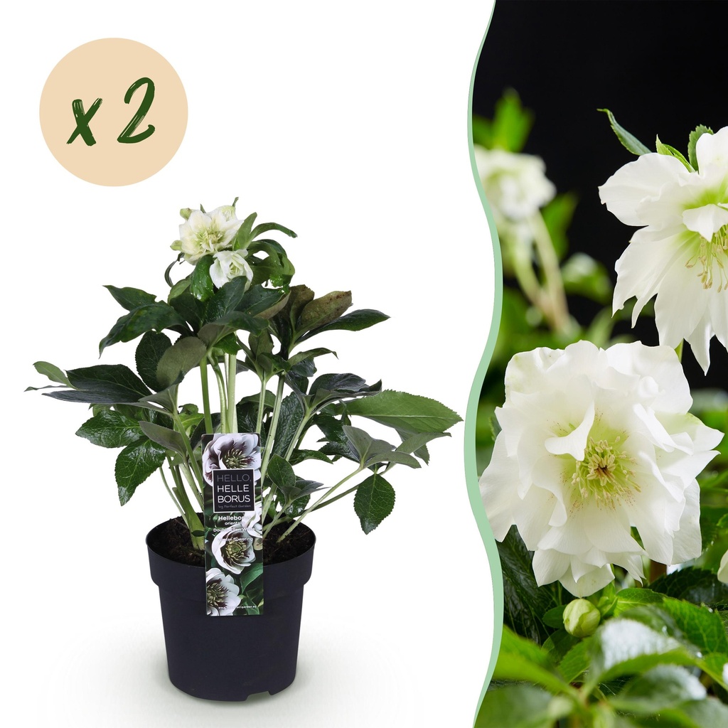 Gartenpflanze - Lenzrose - Helleborus orientalis Double Ellen White - Weiße Blüte - 2 Pflanzen - Immergrün - Topf 14cm Höhe 35cm