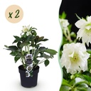 Lenzrose 'Double Ellen White' 2er-Set (Helleborus orientalis) – winterharte Staude, Topf-Ø 14 cm, Höhe ca. 35 cm