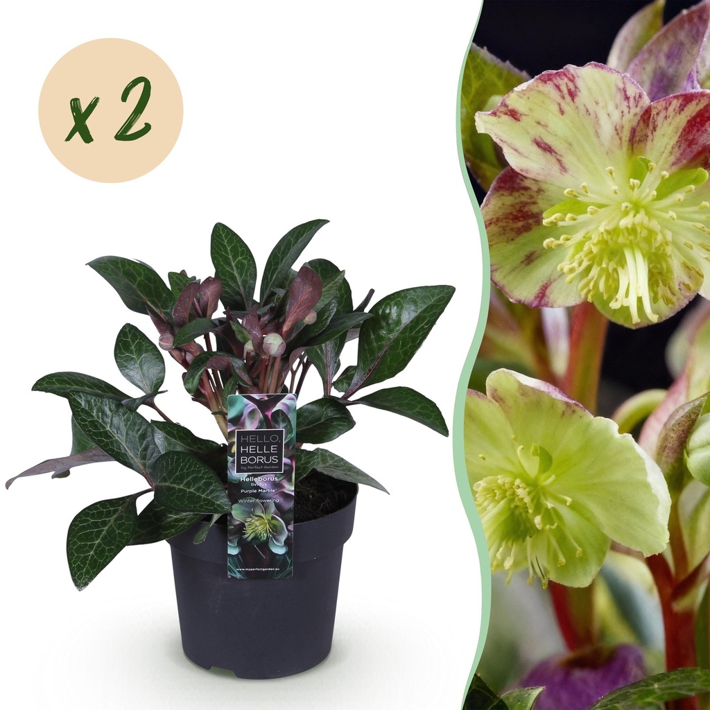 Gartenpflanze - Lenzrose - Helleborus lividus Purple Marble - Lila Blüte - 2 Pflanzen - Immergrün - Topf 14cm Höhe 35cm