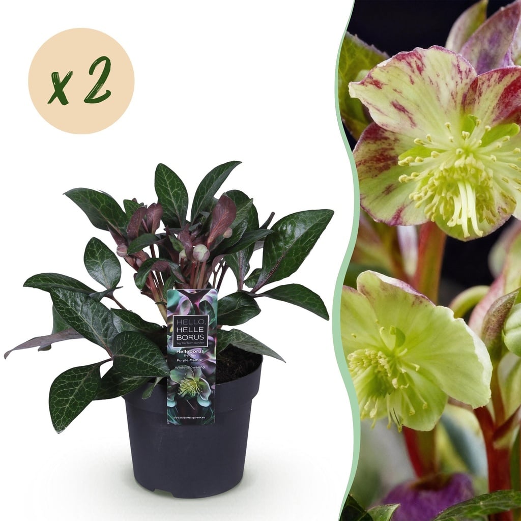 Purpur-Nieswurz (Helleborus lividus) – winterharte immergrüne Staude, Höhe ca. 14 cm