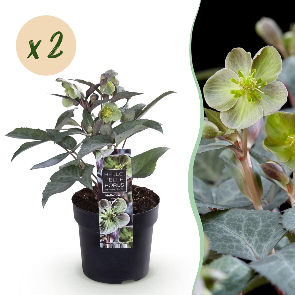 Gartenpflanze - Fastenrose - Helleborus sternii Silver Dollar - Grüne Blüte - 2 Pflanzen - Immergrün - Topf 14cm Höhe 35cm