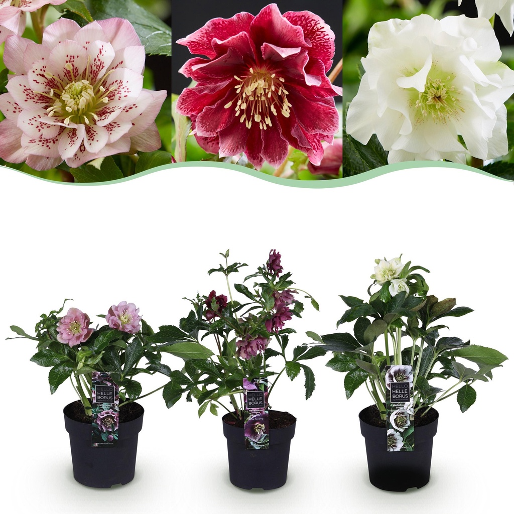 Gartenpflanze - Lentenrose - Helleborus orientalis Double Tricolour - Rosa - Rot - Weiße Blüte - 1 Pflanze - Immergrün - Topf 14cm Höhe 35cm