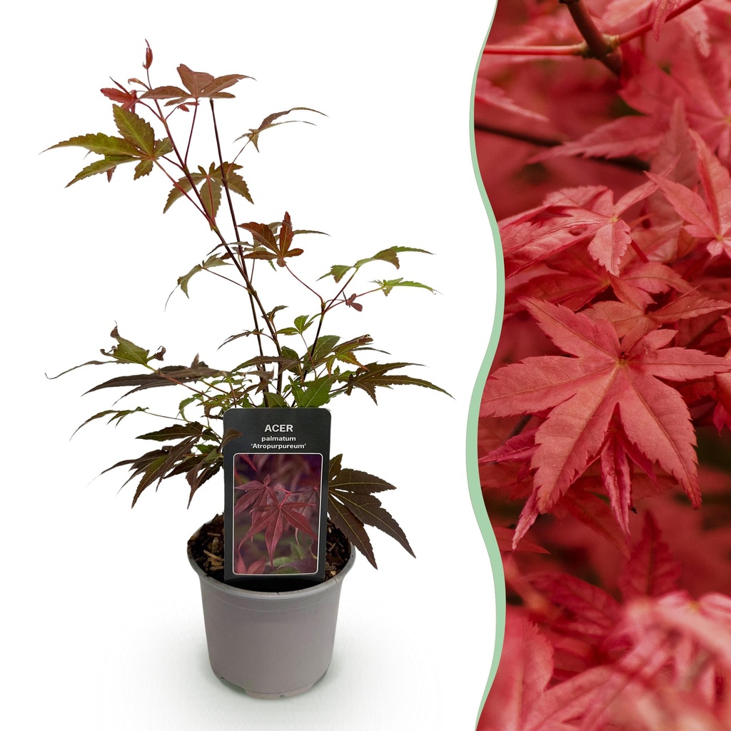 Gartenpflanze - Acer palmatum Atropurpureum - Lila - 1 Pflanze - Laubabwerfend - Wenig Pflege - Topf 12cm Höhe 35cm