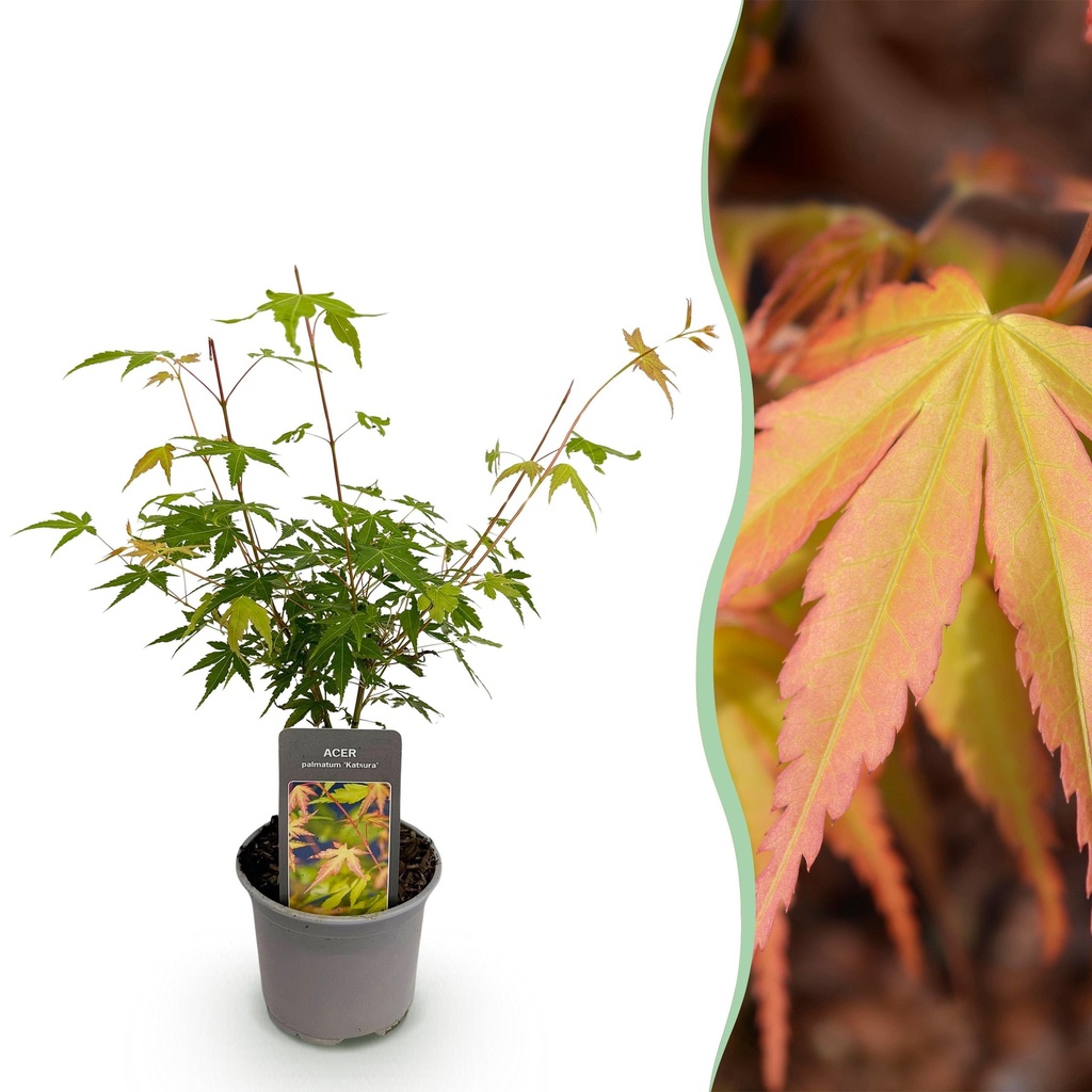 Gartenpflanze - Acer palmatum Katsura - Orange - 1 Pflanze - Laubabwerfend - Wenig Pflege - Topf 12cm Höhe 35cm