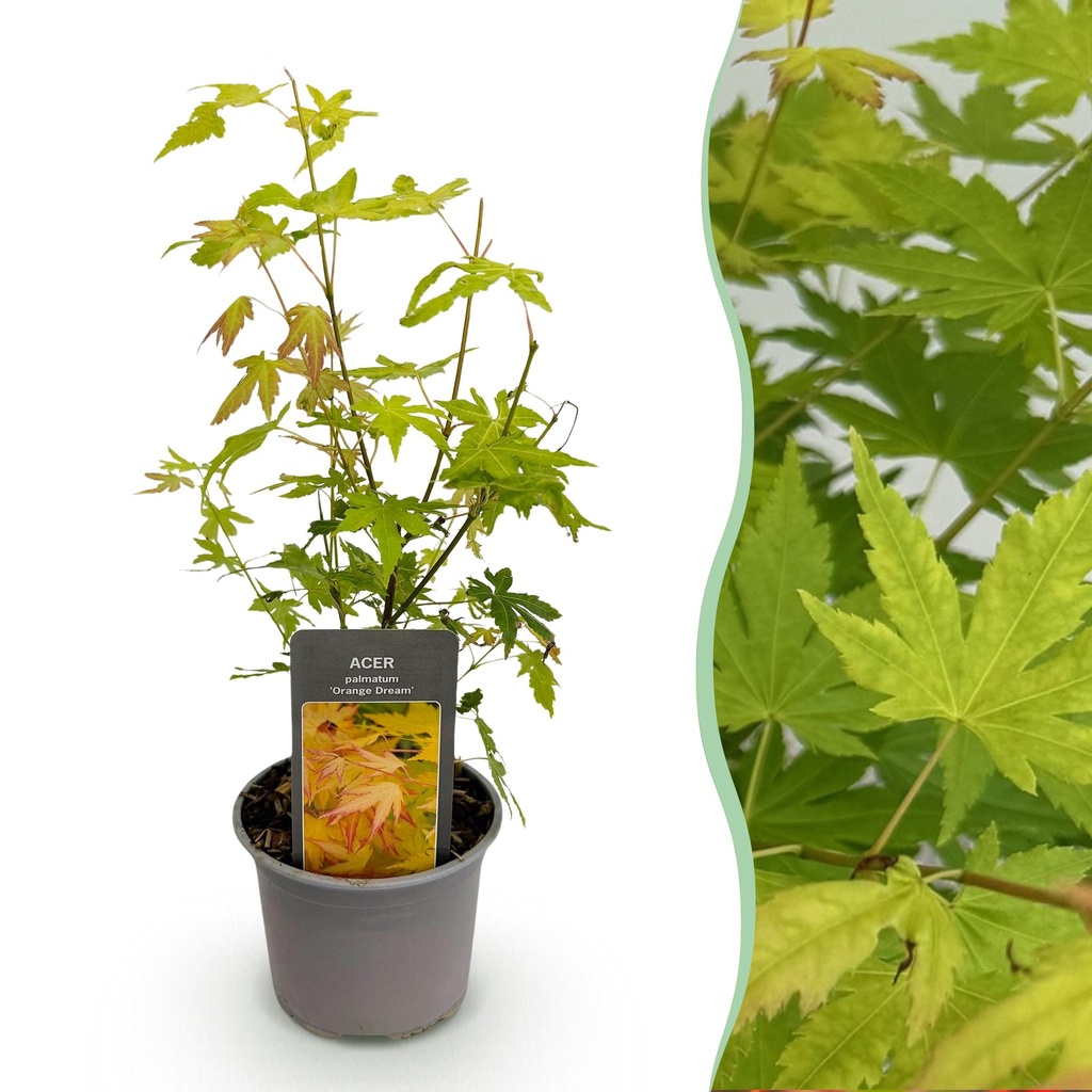 Gartenpflanze - Acer palmatum Orange Dream - Orange - 1 Pflanze - Laubabwerfend - Wenig Pflege - Topf 12cm Höhe 35cm