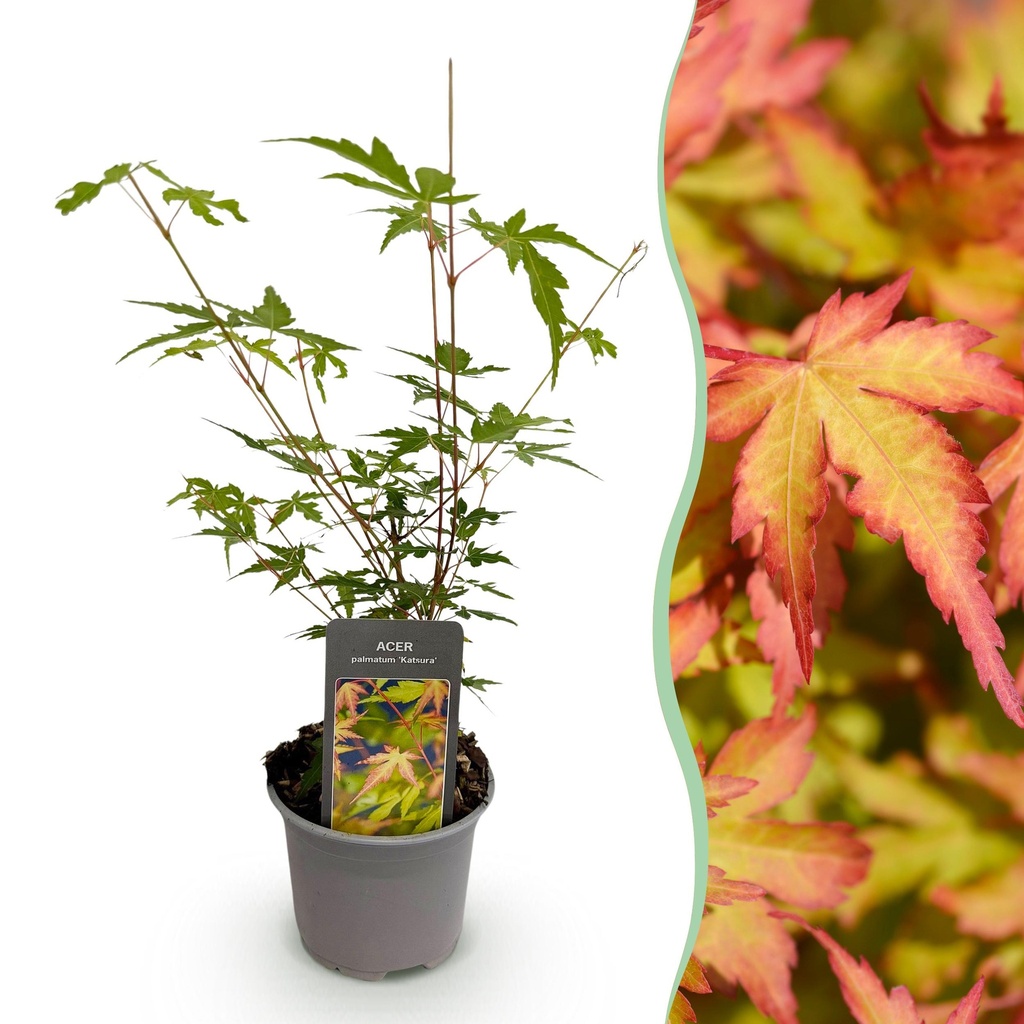 Gartenpflanze - Acer palmatum Sangokaku - Grün - 1 Pflanze - Laubabwerfend - Wenig Pflege - Topf 12cm Höhe 35cm