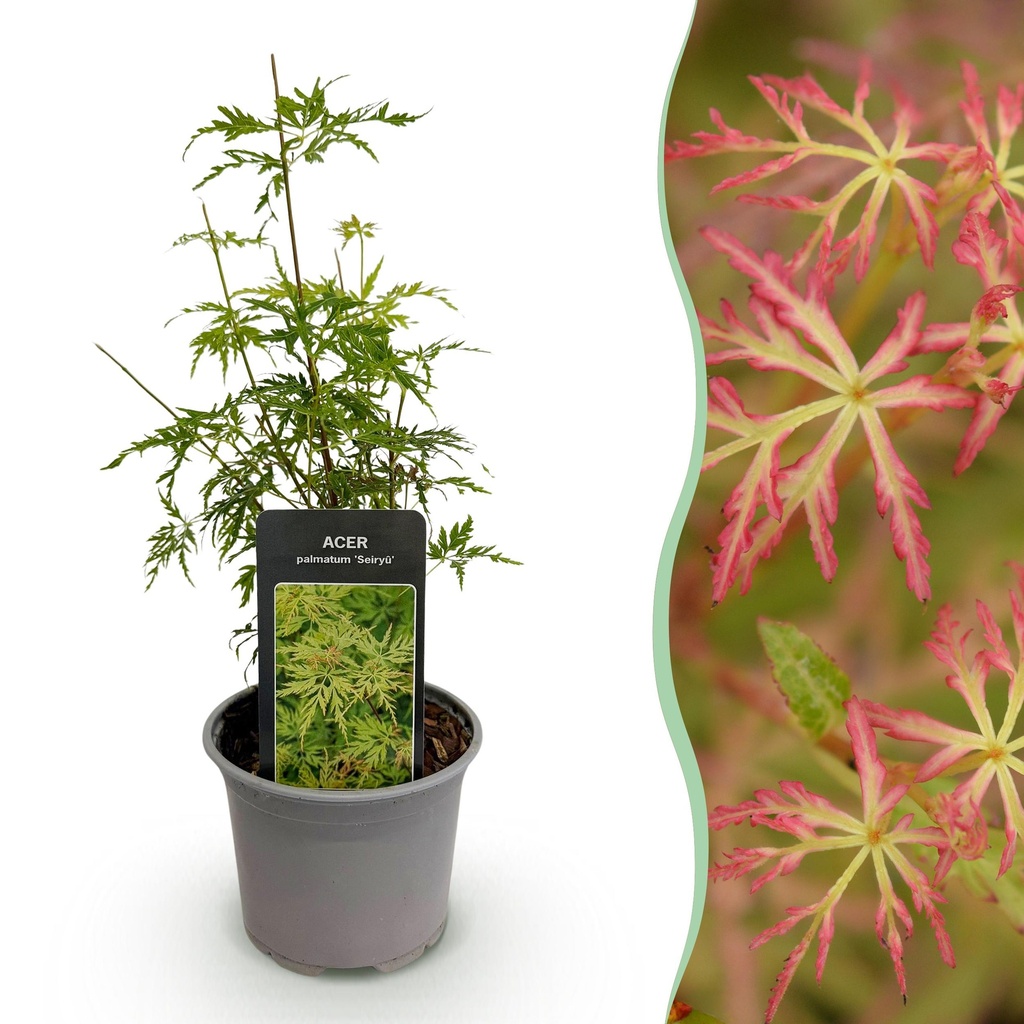 Gartenpflanze - Acer palmatum Seiryu - Grün - 1 Pflanze - Laubabwerfend - Wenig Pflege - Topf 12cm Höhe 35cm