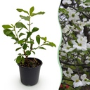 Gartenpflanze (Gartenpflanze) – winterharte Staude, Höhe ca. 12 cm