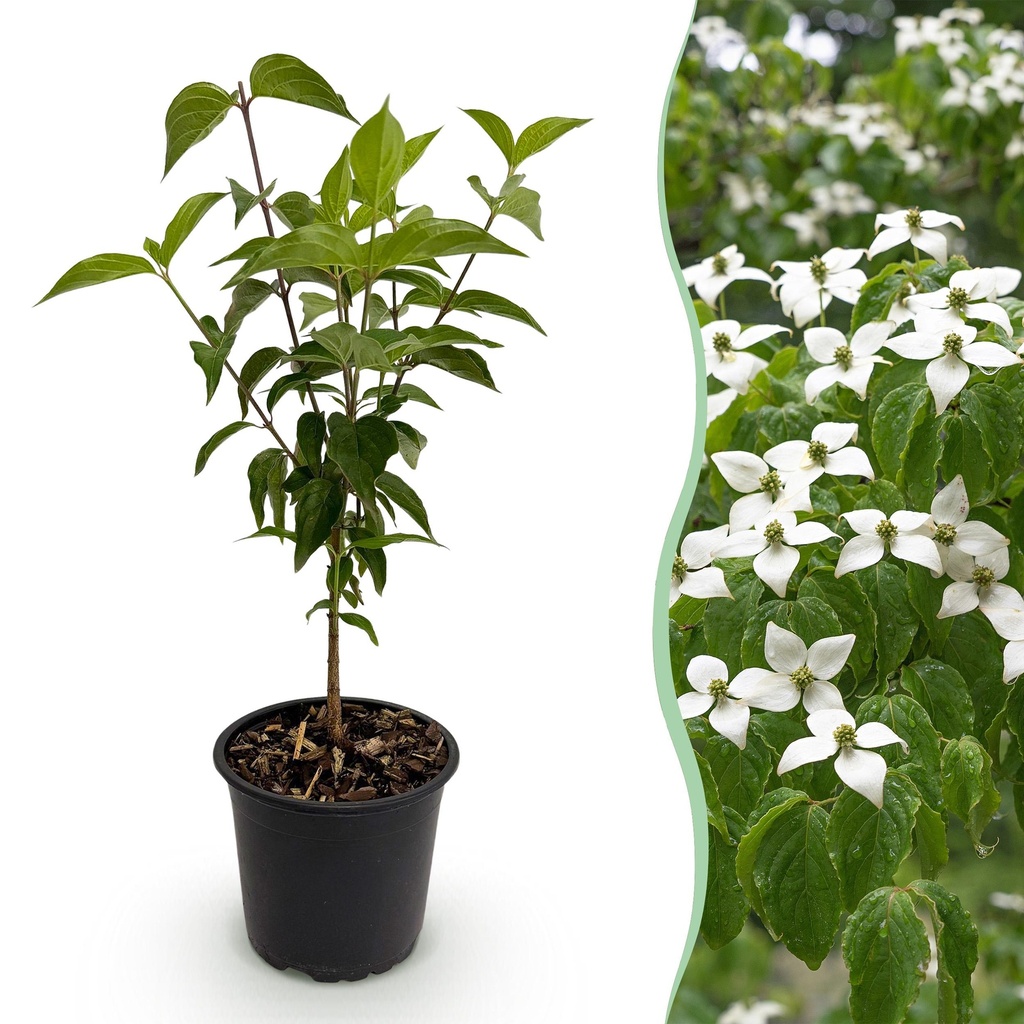 Gartenpflanze - Cornus kousa chinensis - Weiße Blüte - 1 Pflanze - Laubabwerfend - Pflegeleicht - Topf 12cm Höhe 35cm