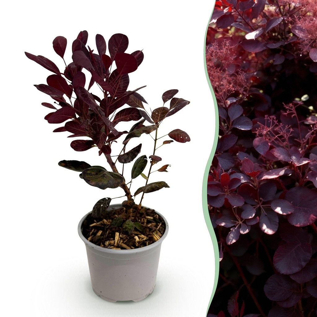 Gartenpflanze - Cotinus coggyria Lilla - Lila - 1 Pflanze - Laubabwerfend - Wenig Pflege - Topf 12cm Höhe 35cm