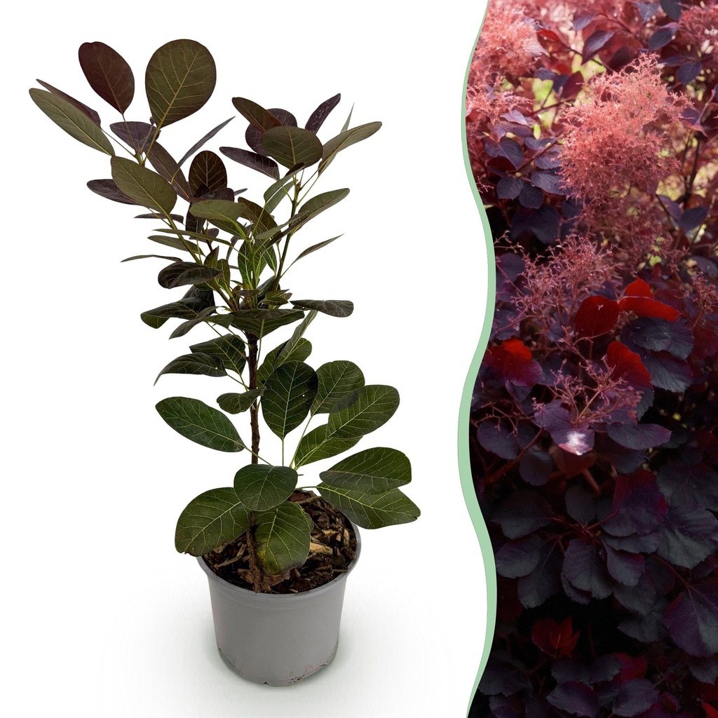 Gartenpflanze - Cotinus coggyria Royal Purple - Lila - 1 Pflanze - Laubabwerfend - Wenig Pflege - Topf 12cm Höhe 35cm