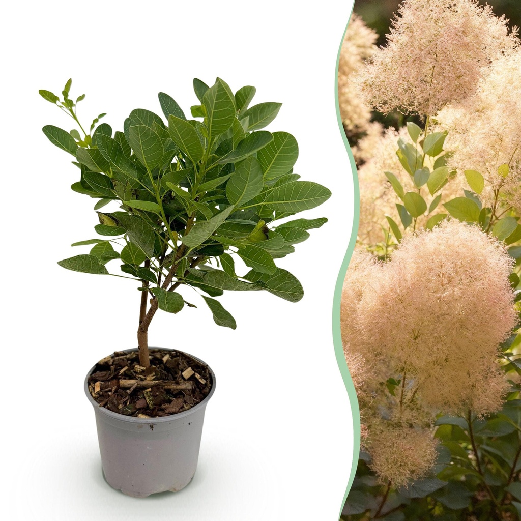 Gartenpflanze - Cotinus coggyria Young Lady - Grün 1 Pflanze - Laubabwerfend - Wenig Pflege - Topf 12cm Höhe 35cm