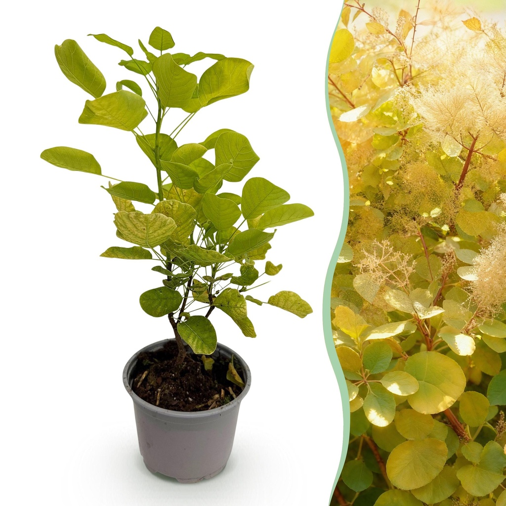 Gartenpflanze - Cotinus coggyria Golden Spirit - Gelb - 1 Pflanze - Laubfallend - Wenig Pflege - Topf 12cm Höhe 35cm
