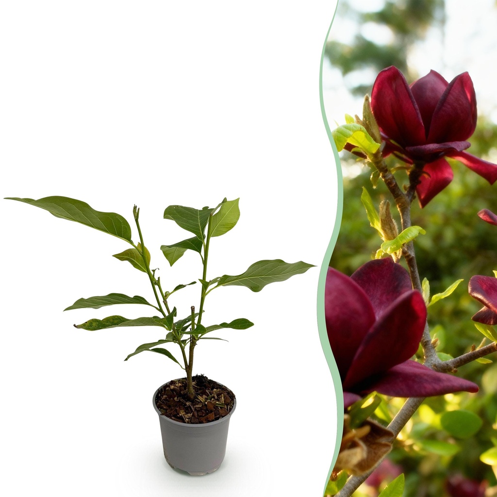 Gartenpflanze - Magnolia Genie - Lila Blüte - 1 Pflanze - Laubabwerfend - Pflegeleicht - Topf 12cm Höhe 30cm