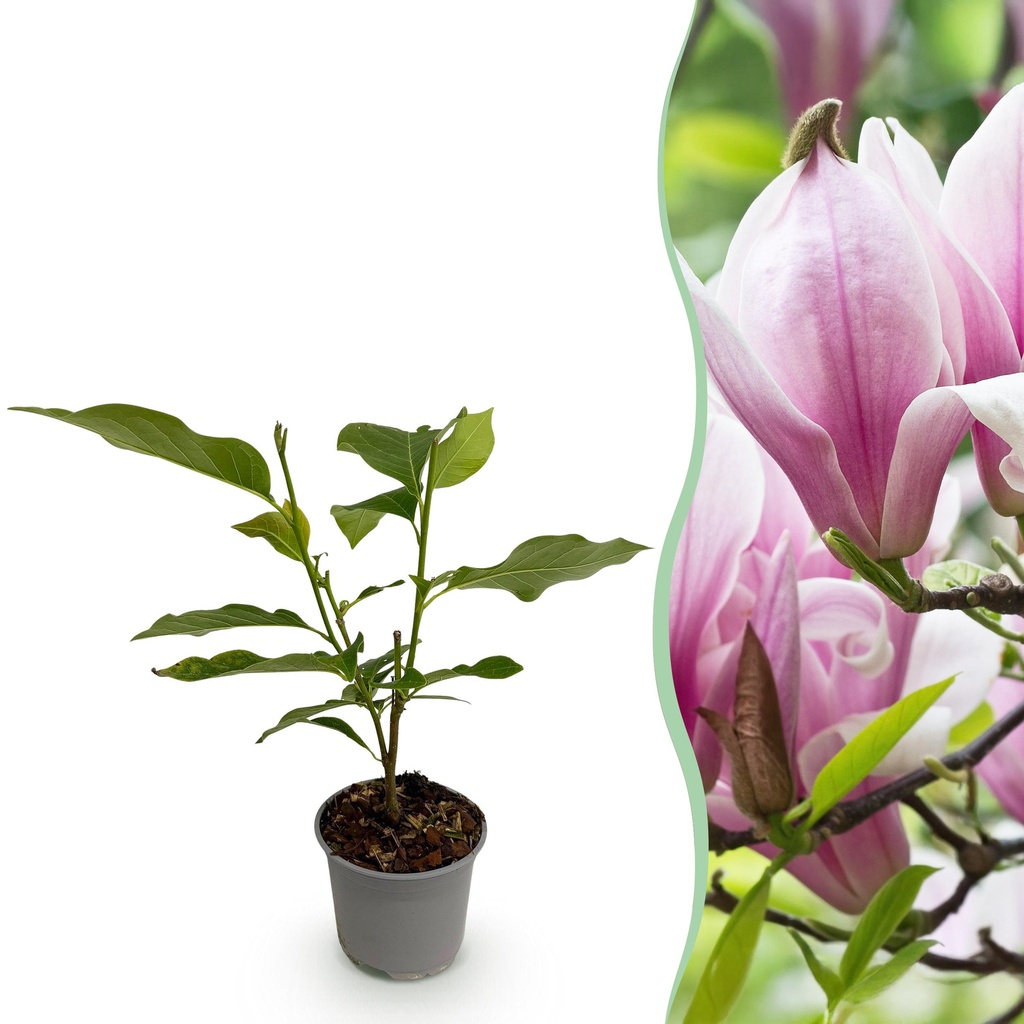 Gartenpflanze - Magnolia George Henry Kern - Rosa Blüte - 1 Pflanze - Laubabwerfend - Pflegeleicht - Topf 12cm Höhe 30cm