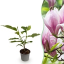 Gartenpflanze (Gartenpflanze) – winterharte Staude, Höhe ca. 12 cm