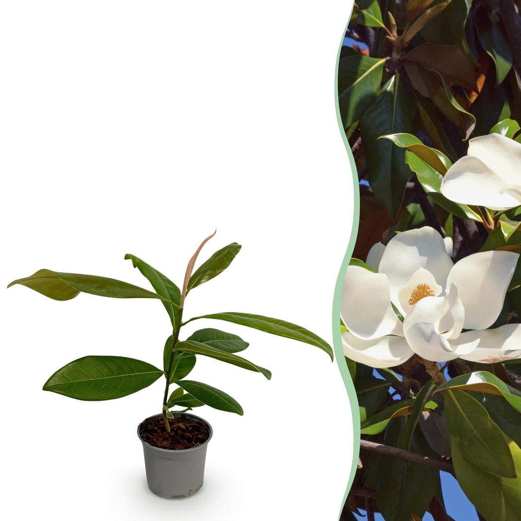 Gartenpflanze - Magnolia grandiflora - Blüte Weiß - 1 Pflanze - Immergrün - Wenig Pflege - Topf 12cm Höhe 30cm