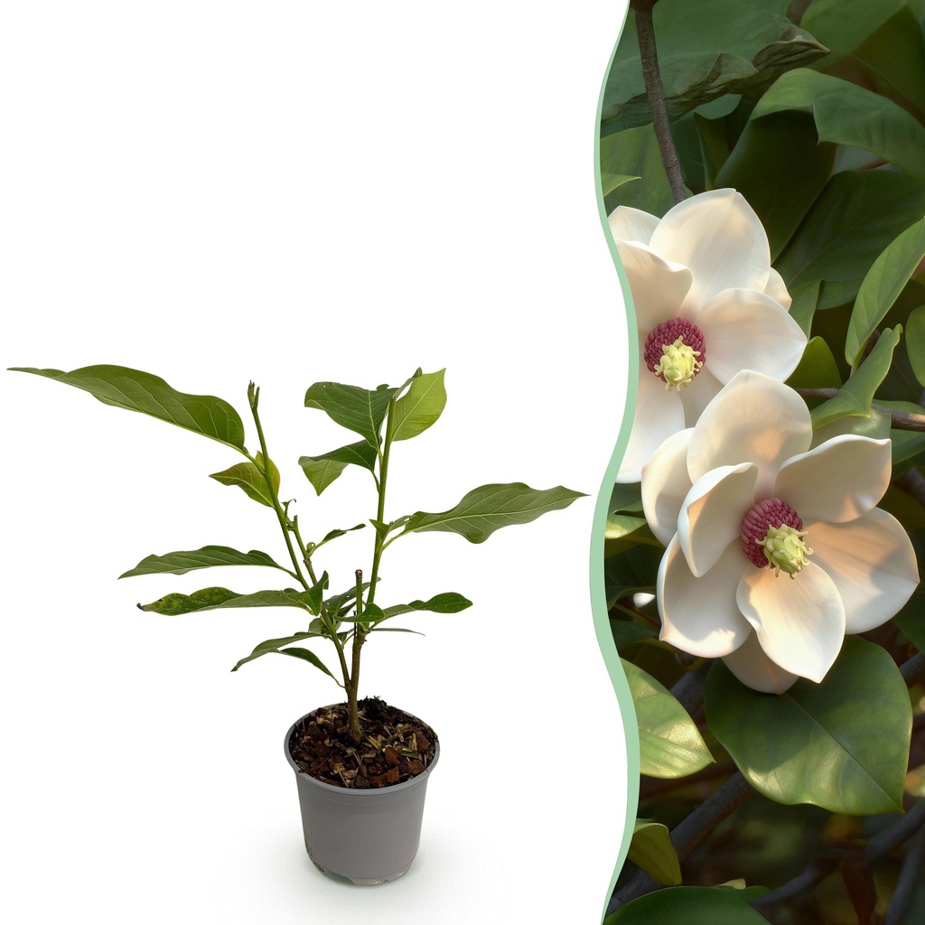 Gartenpflanze - Magnolia sieboldii - Blüte Weiß-Rot - 1 Pflanze - Laubabwerfend - Wenig Pflege - Topf 12cm Höhe 30cm