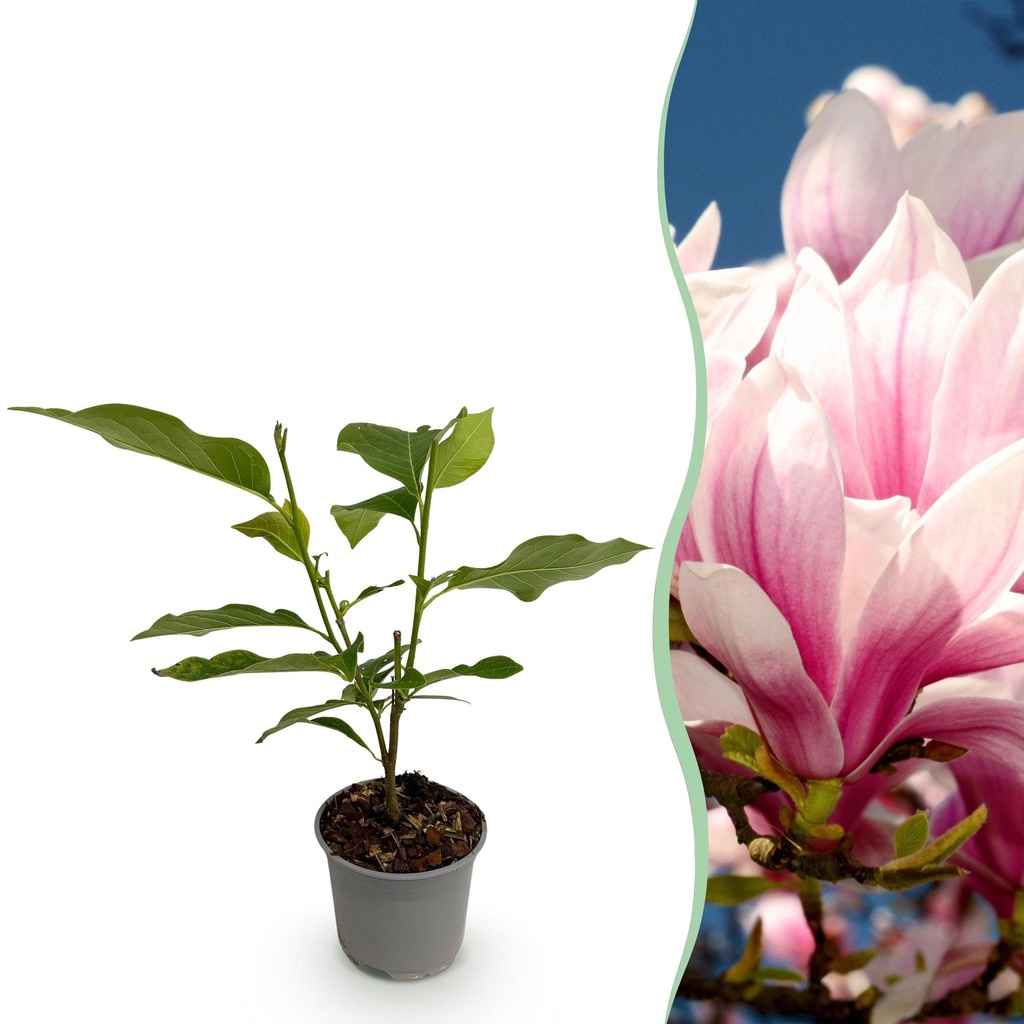 Gartenpflanze - Magnolia soulangeana - Blüte Rosa - 1 Pflanze - Laubabwerfend - Wenig Pflege - Topf 12cm Höhe 30cm