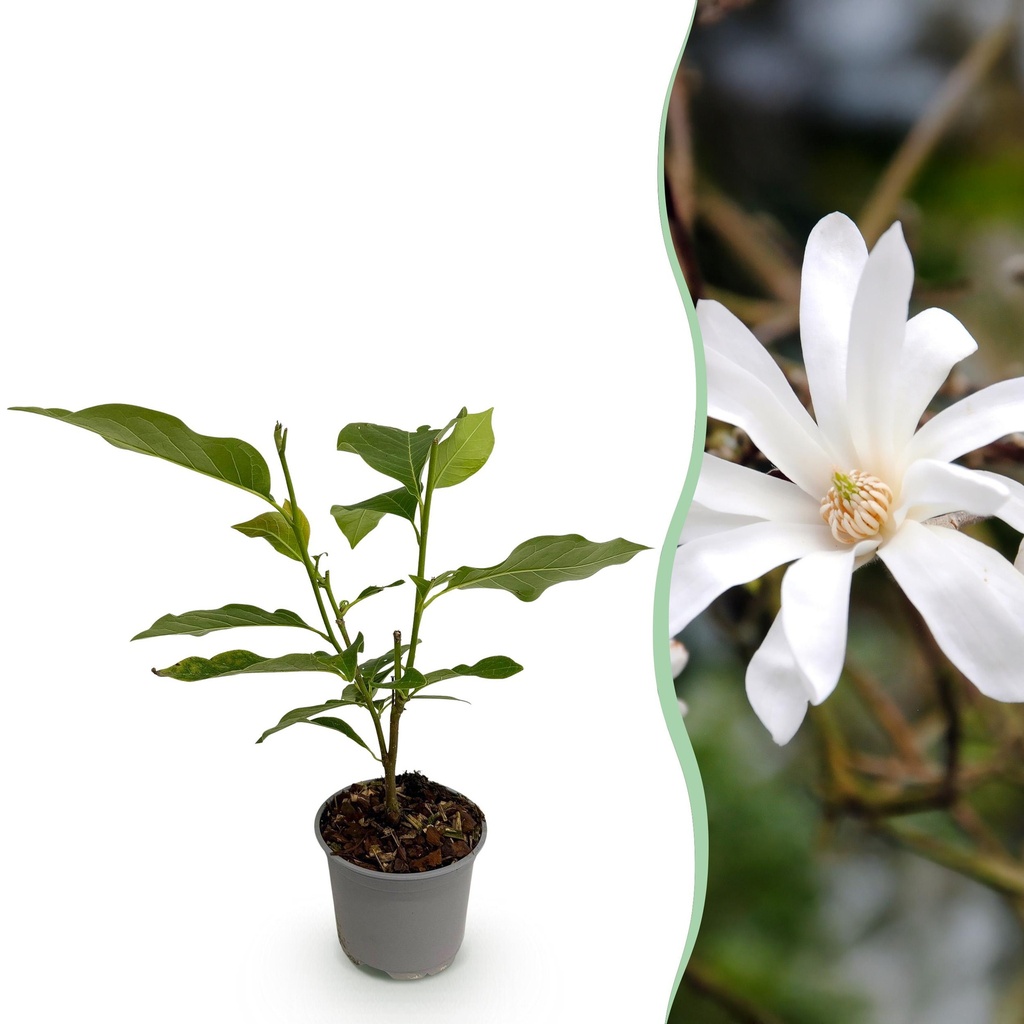 Gartenpflanze - Magnolia stellata - Blüte Weiß - 1 Pflanze - Laubabwerfend - Pflegeleicht - Topf 12cm Höhe 30cm