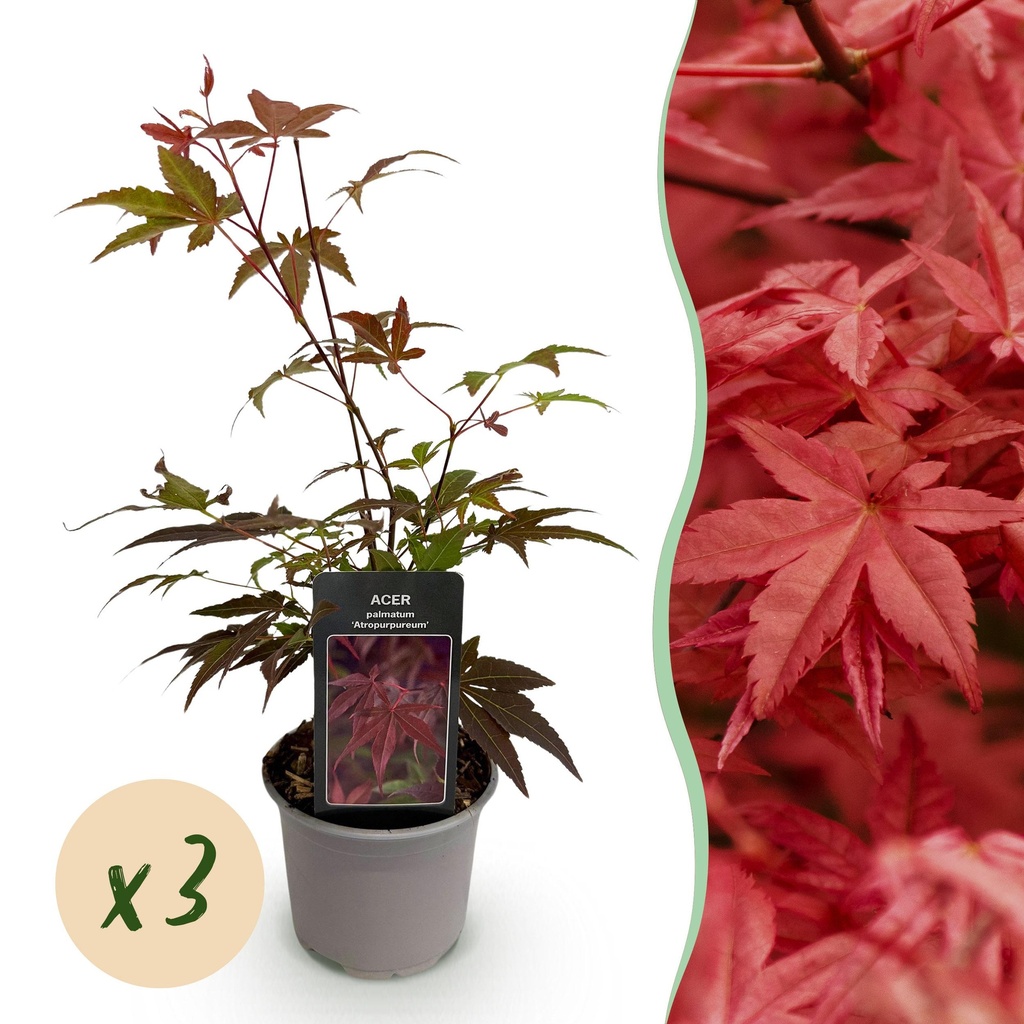 Gartenpflanze - Acer palmatum Atropurpureum - Lila - 3 Pflanzen - Laubabwerfend - Pflegeleicht - Topf 12 cm Höhe 35 cm