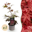 Roter Fächerahorn (Acer palmatum) – winterharter Zierstrauch, Höhe ca. 12 cm
