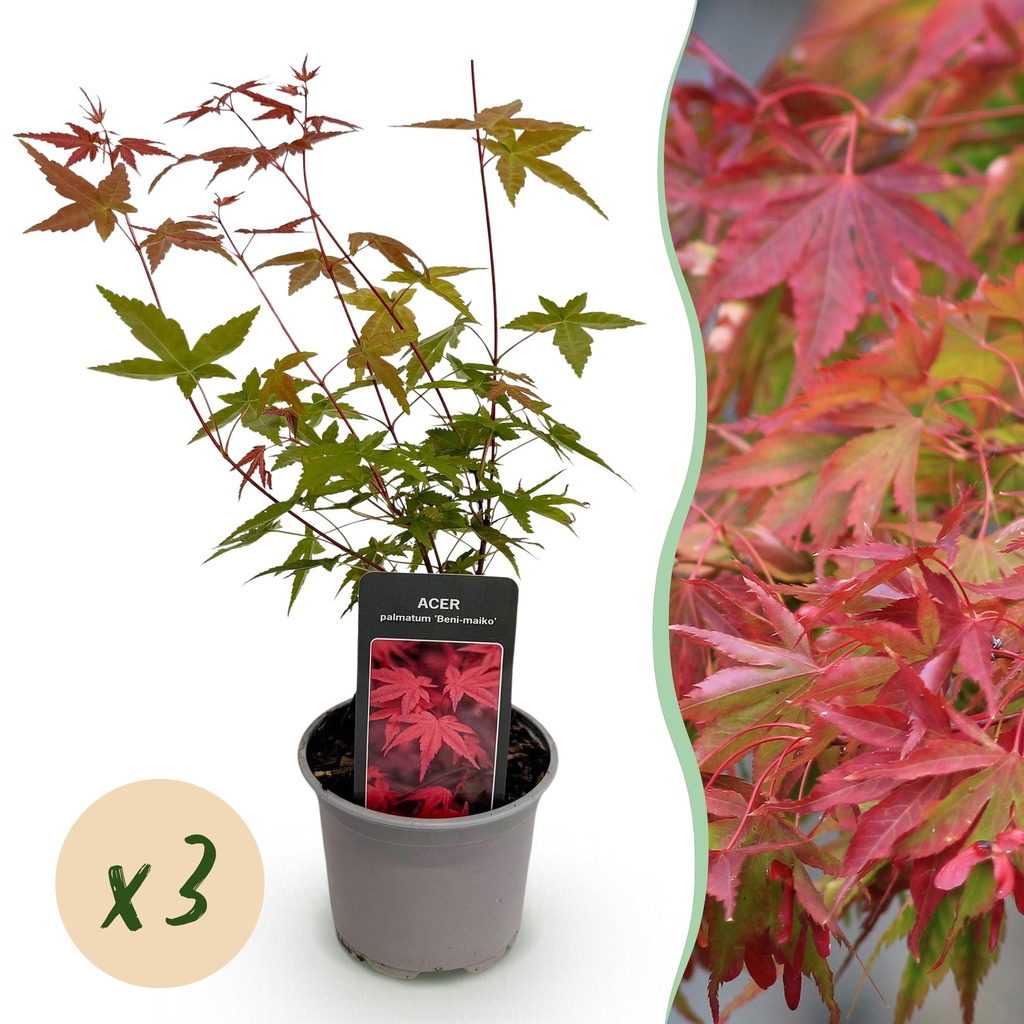 Gartenpflanze - Acer palmatum Beni-maiko - Rot - 3 Pflanzen - Laubabwerfend - Wenig Pflege - Topf 12 cm Höhe 35 cm