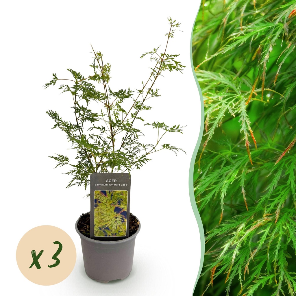 Gartenpflanze - Acer palmatum Emerald Lace - Grün - 3 Pflanzen - Laubabwerfend - Wenig Pflege - Topf 12 cm Höhe 35 cm