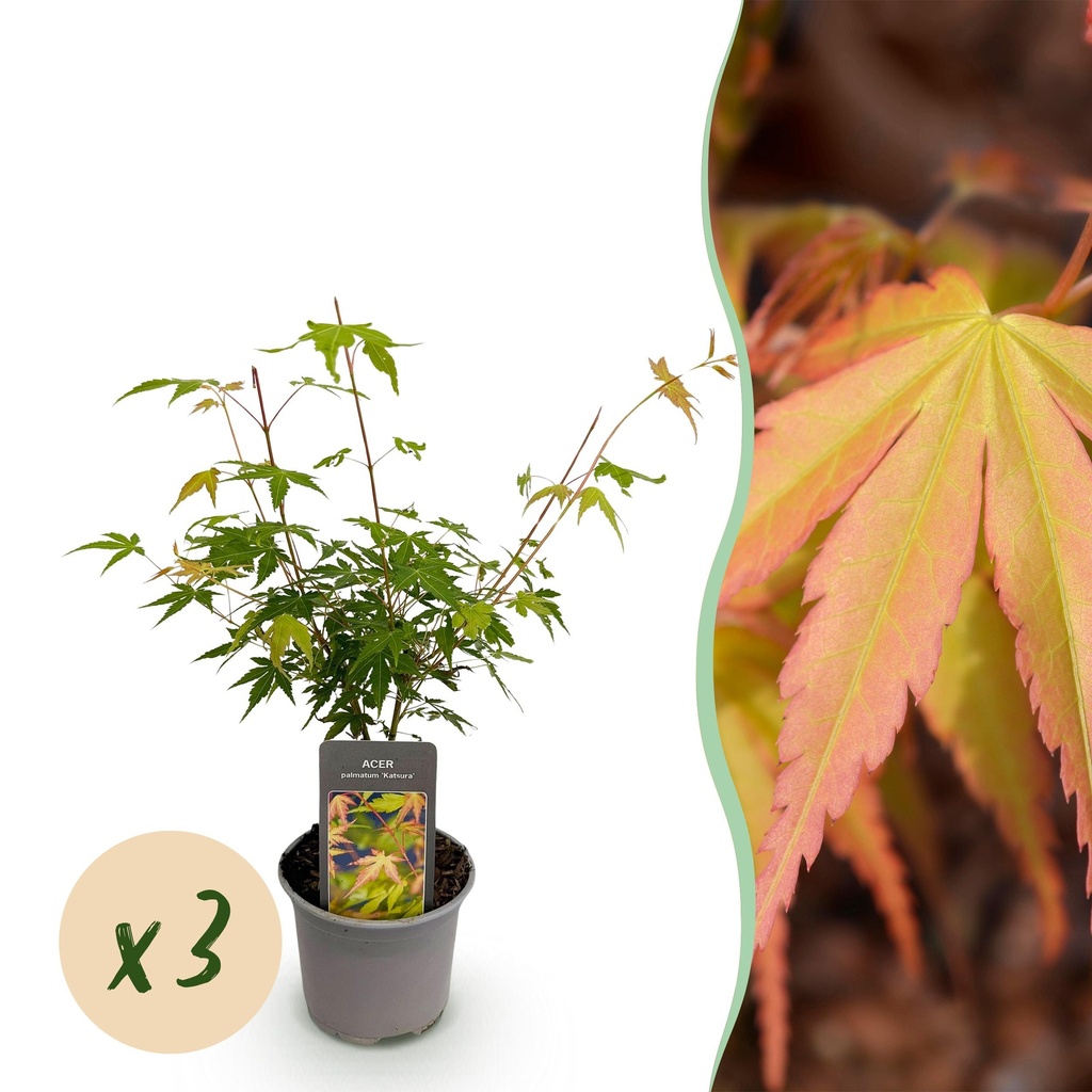 Gartenpflanze – Acer palmatum ‚Katsura‘ – Orange – 3 Pflanzen – Laubabwerfend – Pflegeleicht – Topf 12 cm, Höhe 35 cm