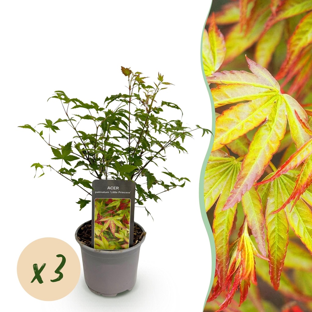 Fächerahorn 'Little Princess' 3er-Set (Acer palmatum) – winterharter Zierstrauch, Topf-Ø 12 cm, Höhe ca. 35 cm