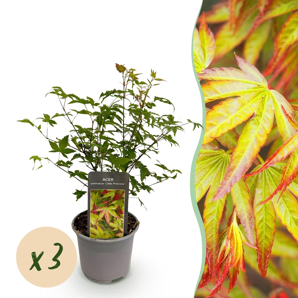 Gartenpflanze – Acer palmatum ‚Little Princess‘ – Grün – 3 Pflanzen – Laubabwerfend – Wenig Pflege – Topf 12 cm, Höhe 35 cm