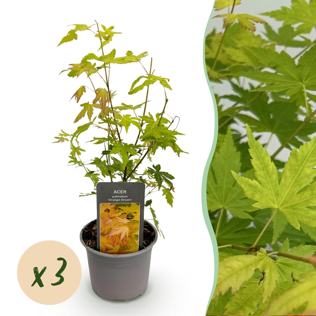 Gartenpflanze - Acer palmatum Orange Dream - Orange - 3 Pflanzen - Laubabwerfend - Wenig Pflege - Topf 12cm Höhe 35cm