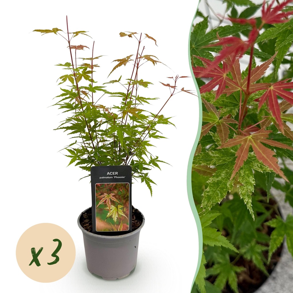 Gartenpflanze - Acer palmatum Phoenix - Rosa - 3 Pflanzen - Laubabwerfend - Wenig Pflege - Topf 12cm Höhe 35cm