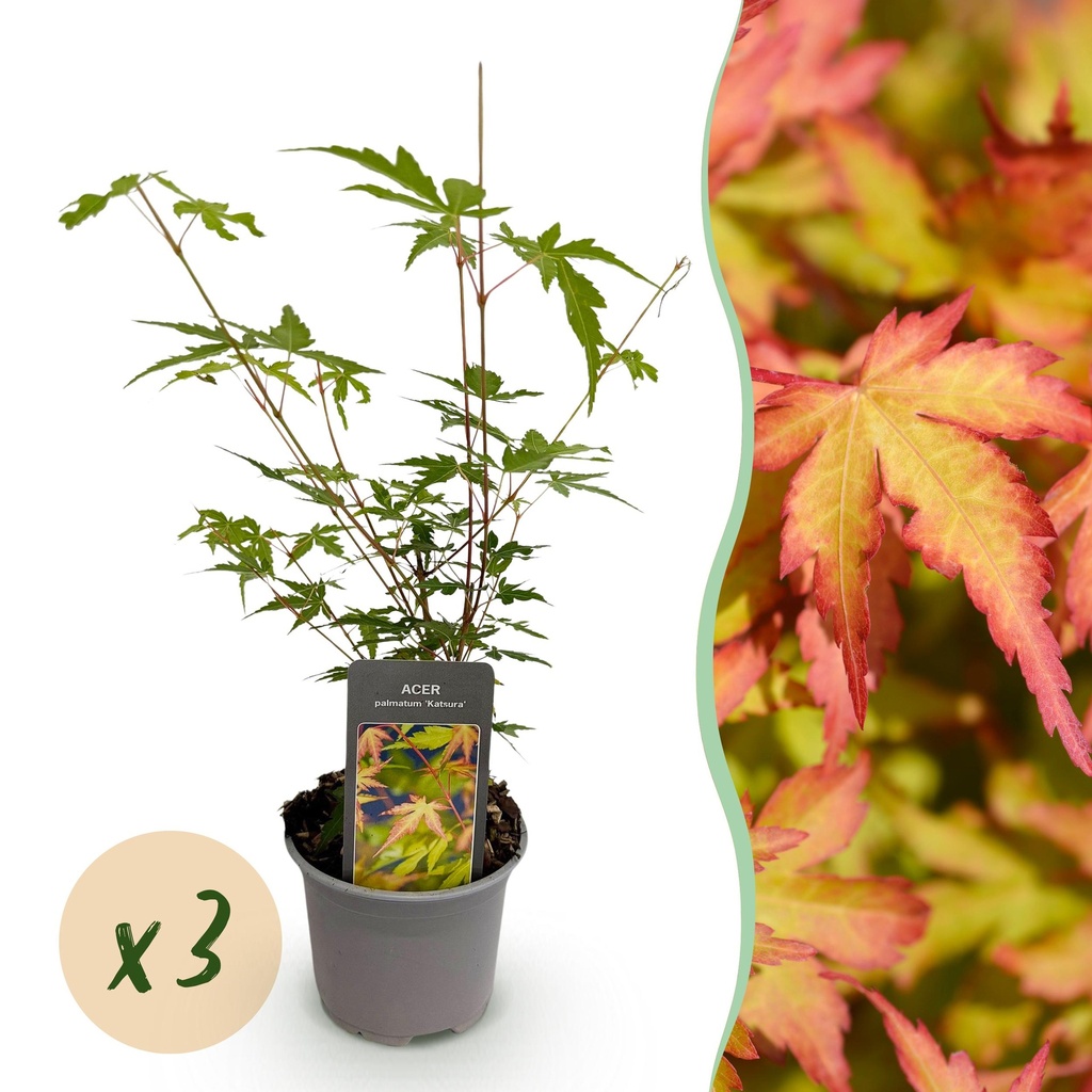 Gartenpflanze - Acer palmatum Sangokaku - Grün - 3 Pflanzen - Blattabwerfend - Wenig Pflege - Topf 12cm Höhe 35cm