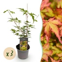 Korallenrinden-Ahorn (Acer palmatum) – winterharter Zierstrauch, Höhe ca. 12 cm