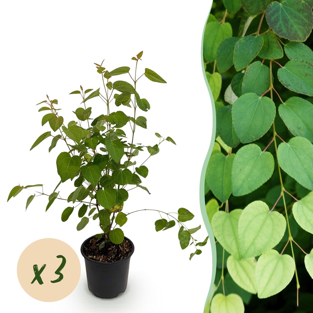 Gartenpflanze - Cercidiphyllum japonicum - Grün - 3 Pflanzen - Laubabwerfend - Pflegeleicht - Topf 12cm Höhe 35cm