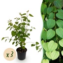 Lebkuchenbaum (Cercidiphyllum japonicum) – winterharter Zierbaum, Höhe ca. 12 cm