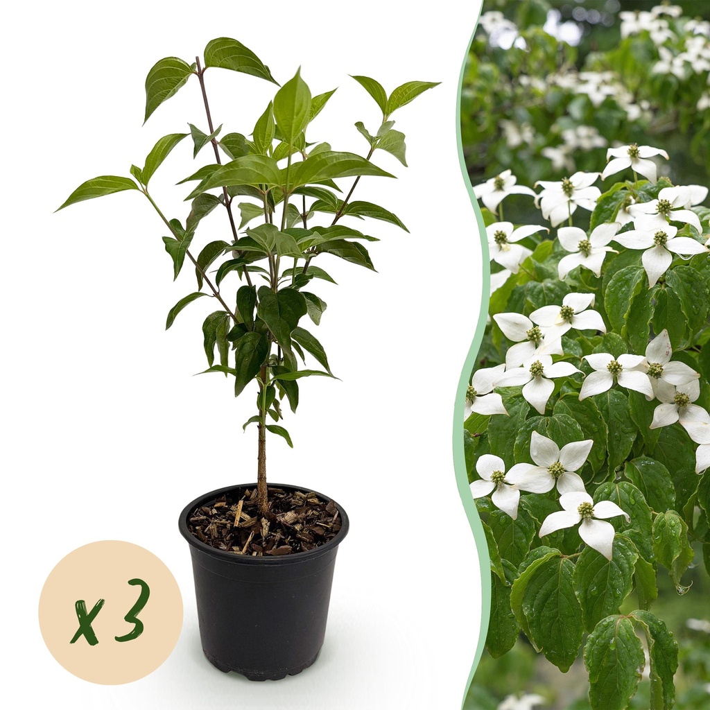 Gartenpflanze - Cornus kousa chinensis - Weiße Blüte - 3 Pflanzen - Laubabwerfend - Pflegeleicht - Topf 12cm Höhe 35cm