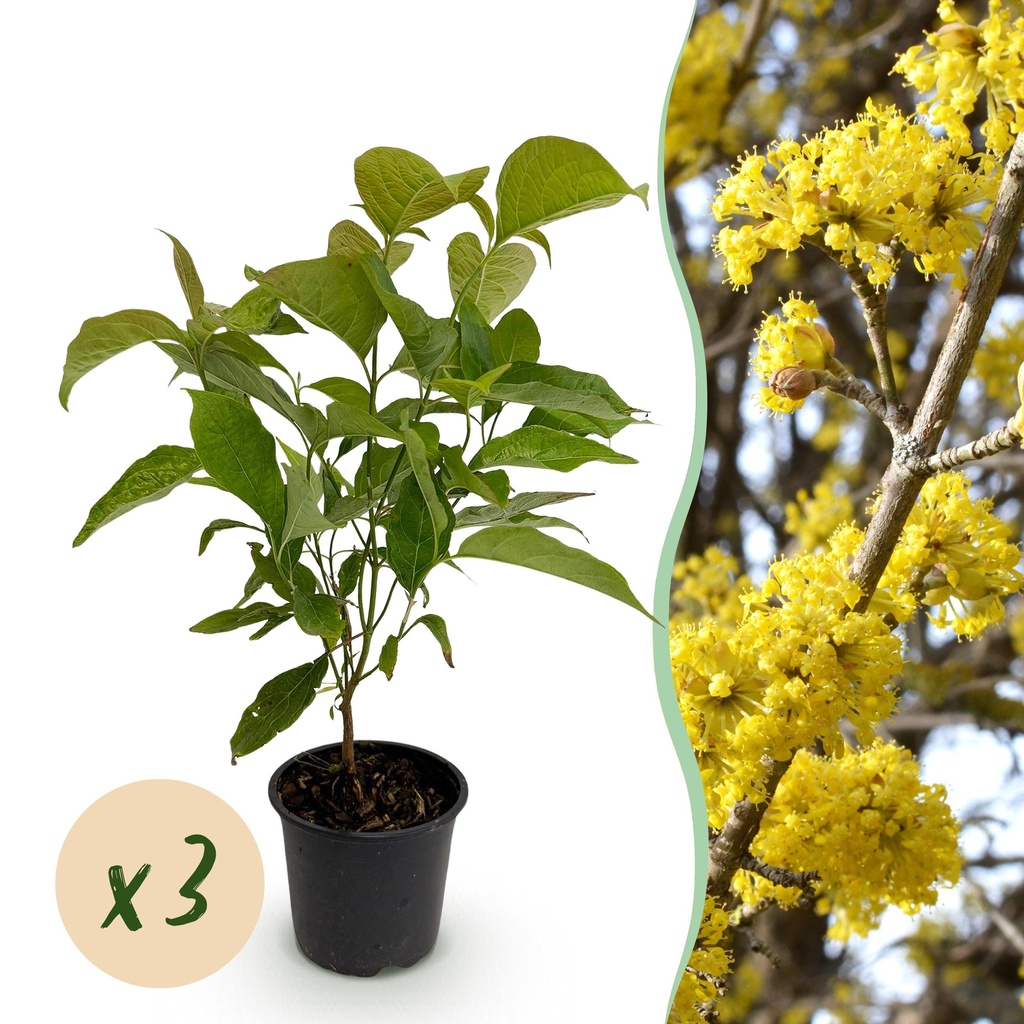 Gartenpflanze - Cornus mas - Gelbe Blüte - 3 Pflanzen - Laubabwerfend - Pflegeleicht - Topf 12cm Höhe 35cm