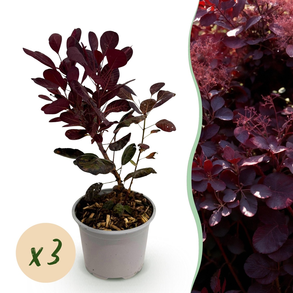 Gartenpflanze – Cotinus coggyria ‚Lilla‘ – Lila – 3 Pflanzen – Laubabwerfend – Pflegeleicht – Topf 12 cm, Höhe 35 cm