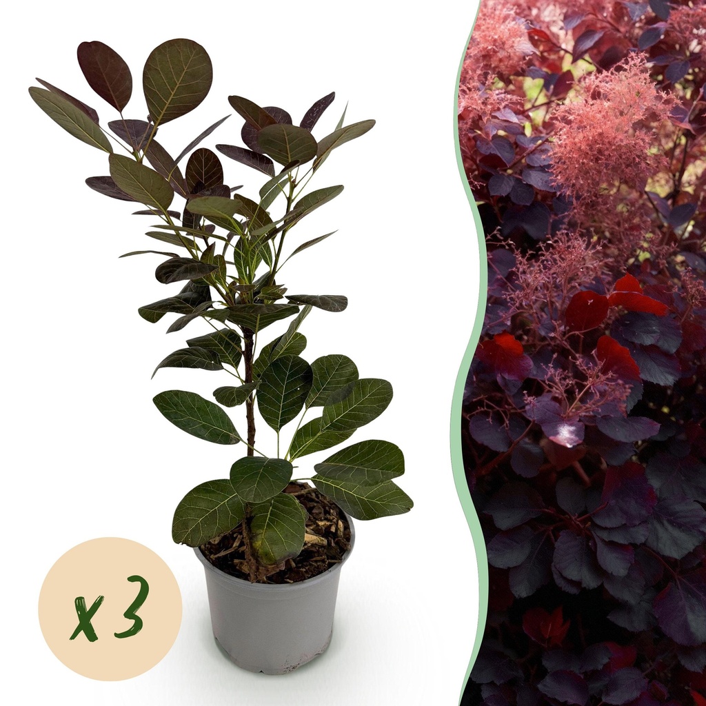 Gartenpflanze - Cotinus coggyria Royal Purple - Lila - 3 Pflanzen - Laubabwerfend - Wenig Pflege - Topf 12cm Höhe 35cm