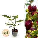 Gartenpflanze (Gartenpflanze) – winterharte Staude, Höhe ca. 12 cm