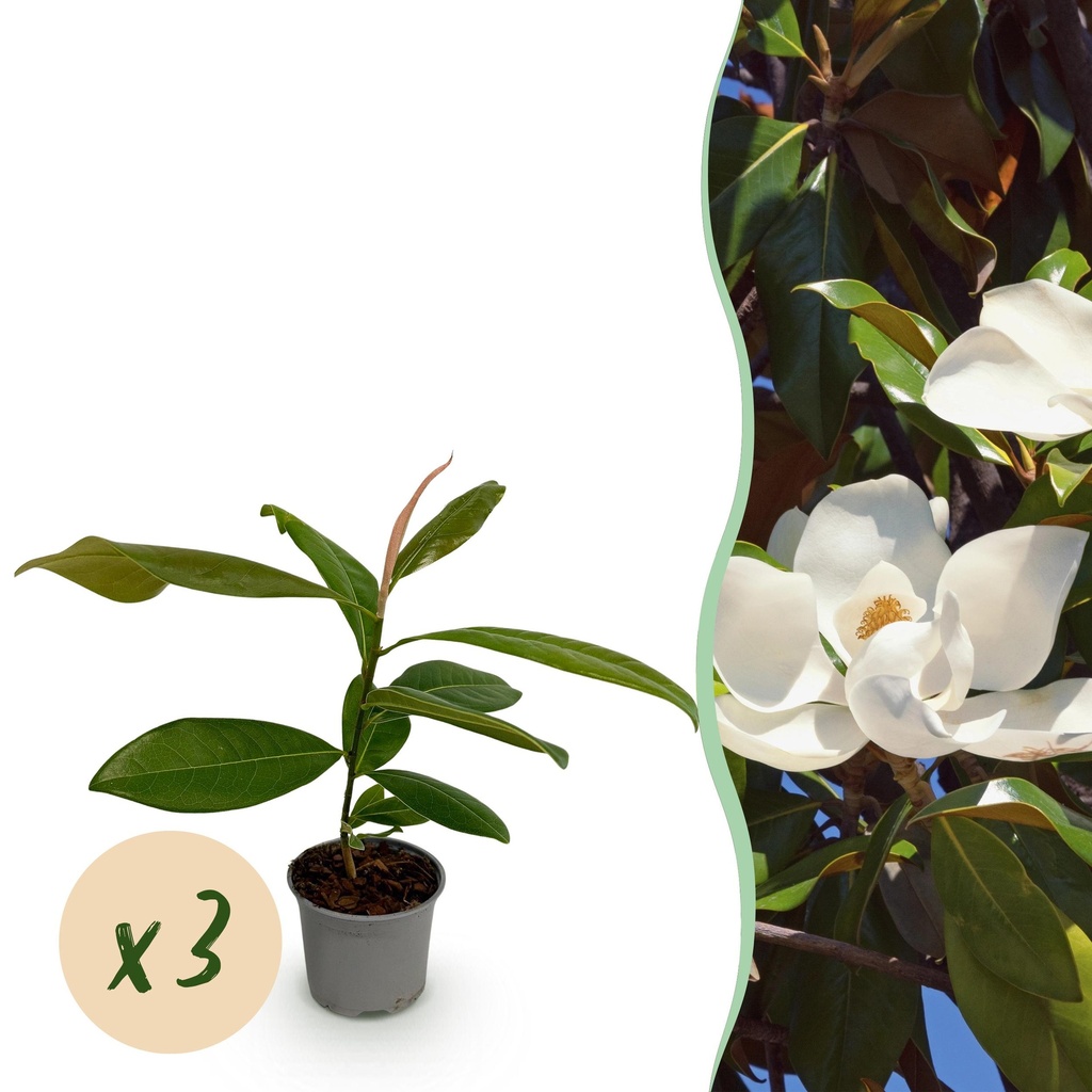 Gartenpflanze - Magnolia grandiflora - Blüte Weiß - 3 Pflanzen - Immergrün - Wenig Pflege - Topf 12cm Höhe 30cm