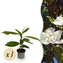 Immergrüne Magnolie (Magnolia grandiflora) – winterharte immergrüne Magnolie, Höhe ca. 12 cm