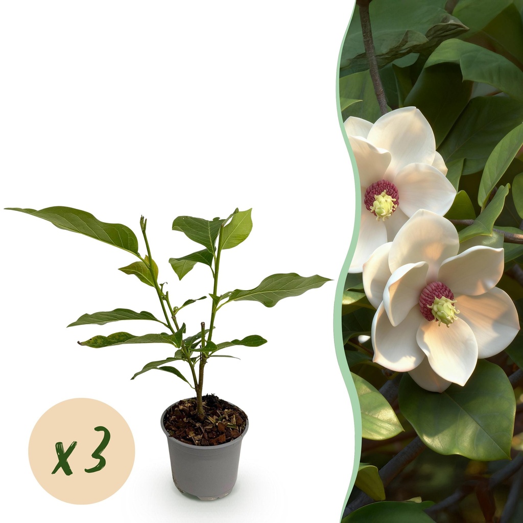 Gartenpflanze - Magnolia sieboldii - Blüte Weiß-Rot - 3 Pflanzen - Laubabwerfend - Wenig Pflege - Topf 12cm Höhe 30cm