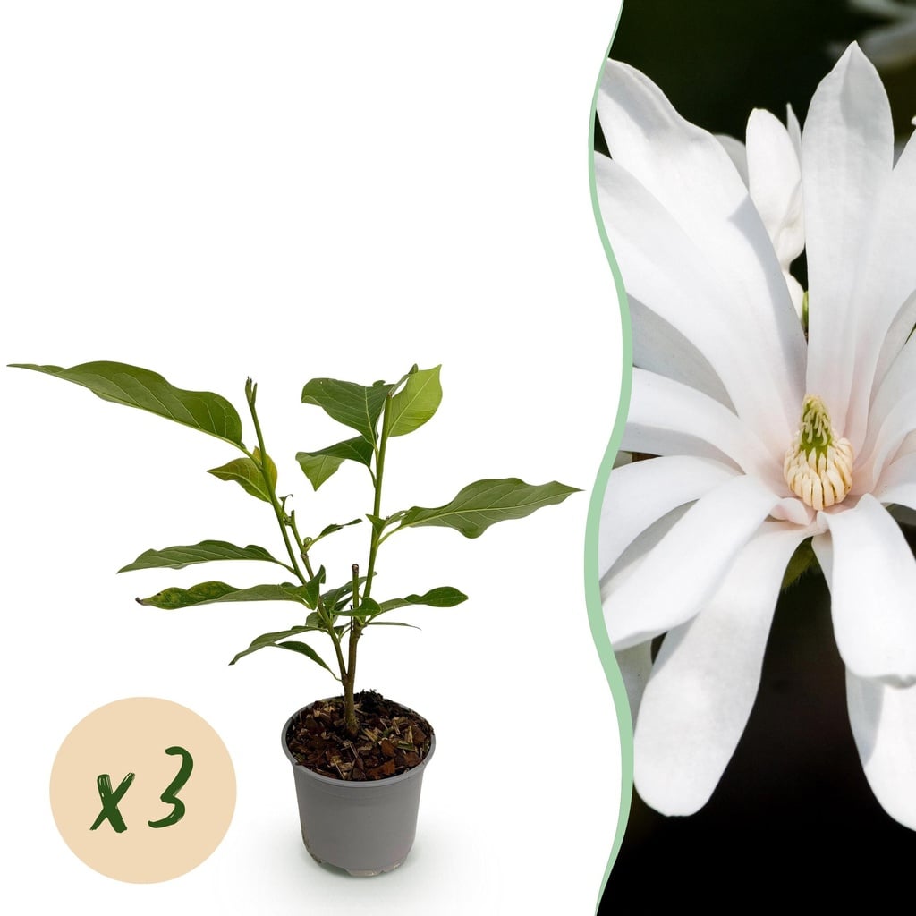 Gartenpflanze - Magnolia stellata Royal Star - Blüte Weiß - 3 Pflanzen - Laubabwerfend - Wenig Pflege - Topf 12cm Höhe 30cm