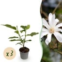 Sternmagnolie (Magnolia stellata) – winterharter Zierstrauch, Höhe ca. 12 cm